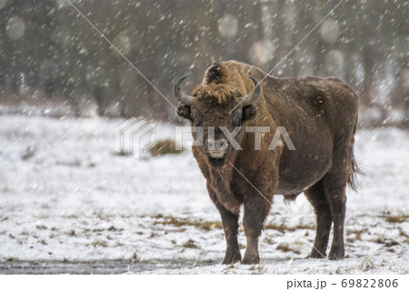 European bison (Bison bonasus) European bison (Bison bonasus) 69822806