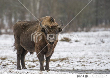European bison (Bison bonasus) European bison (Bison bonasus) 69822807