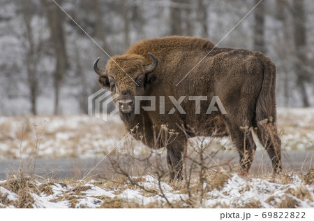 European bison (Bison bonasus) 69822822
