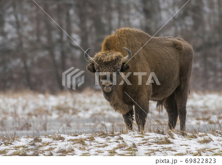 European bison (bison bonaus) 69822823