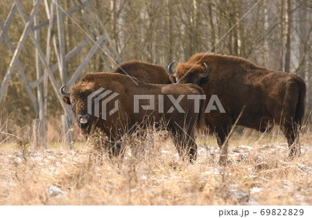 European bison (bison bonaus) 69822829