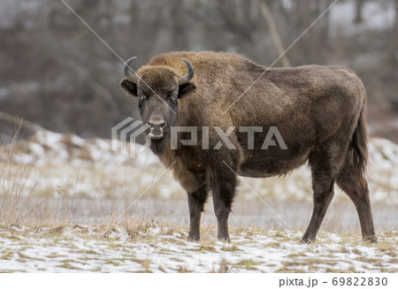 European bison (Bison bonaus) 69822830