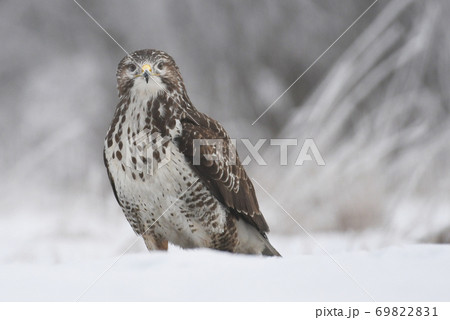 Common buzzard 69822831
