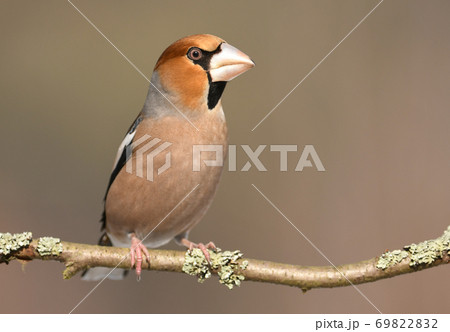 Hawfinch 69822832