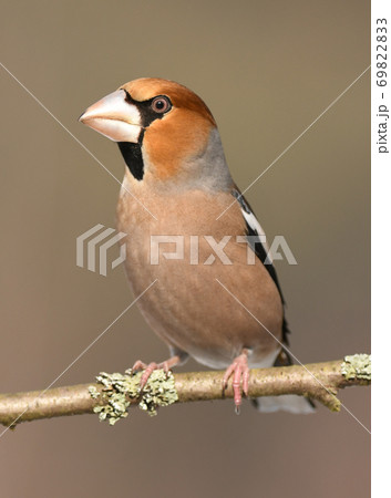 Hawfinch 69822833