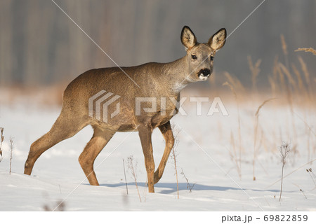 Roe deer 69822859