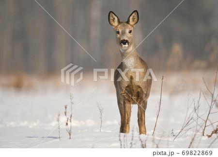 Roe deer Roe deer 69822869