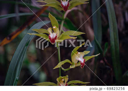 Beautiful exotic flower orchid in a greenhouse in Thailand Beautiful exotic flower orchid in a greenhouse in Thailand 69823256