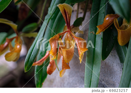 Beautiful exotic flower orchid in a greenhouse in Thailand Beautiful exotic flower orchid in a greenhouse in Thailand 69823257