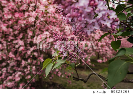 Pink flowers of Apple trees in the spring in Kolomenskoye Park in Moscow Pink flowers of Apple trees in the spring in Kolomenskoye Park in Moscow 69823263