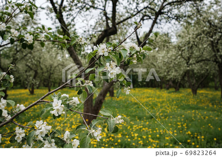 flowering apple trees among a field of dandelions. flowering apple trees among a field of dandelions. 69823264