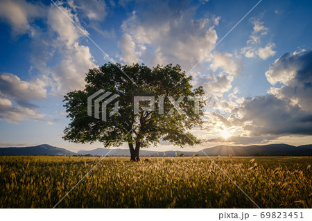 lonely old oak in a field at spring sunset lonely old oak in a field at spring sunset 69823451
