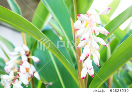 月桃の花 月桃の花 69823550