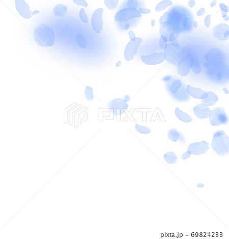 Dark blue flower petals falling down. Actual roman Dark blue flower petals falling down. Actual roman 69824233