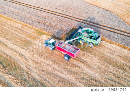 Harvesting wheat in autumn field Harvesting wheat in autumn field 69824745