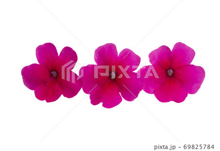 pink verbena isolated 69825784