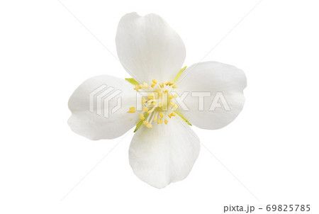 jasmine flower isolated 69825785