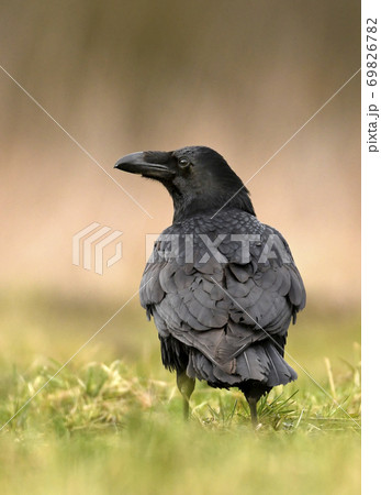 Common raven (Corvus corax) 69826782