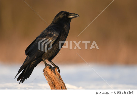 Common Raven (Corvus corax) 69826864