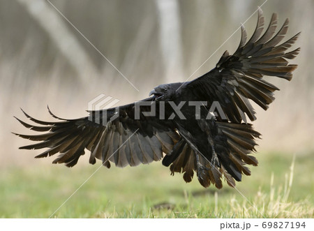 Raven (Corvus corax) 69827194