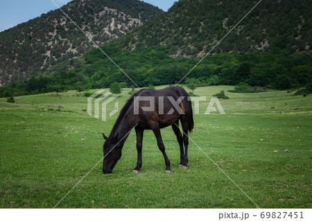 Beautiful chestnut horses on a farm in summer Beautiful chestnut horses on a farm in summer 69827451