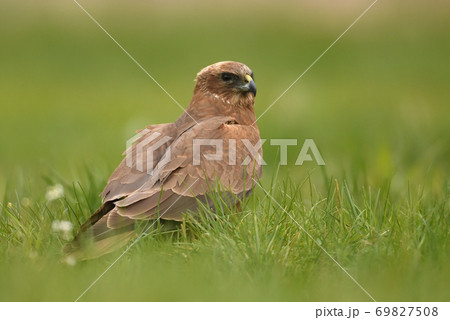 Marsh harrier (Circus aeruginosus) 69827508