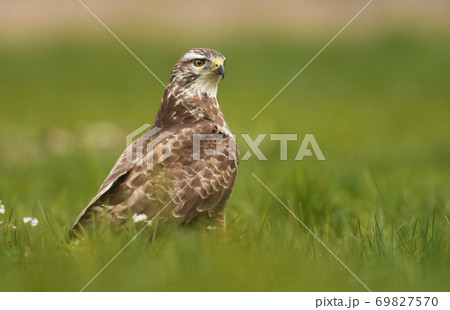 Common buzzard (Buteo buteo) 69827570