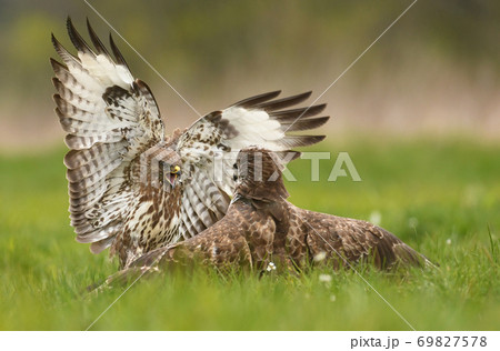 Common buzzard (Buteo buteo) Common buzzard (Buteo buteo) 69827578