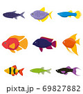 Aquarium colorful freshwater fish 69827882
