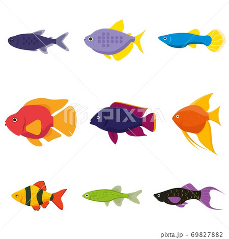 Aquarium colorful freshwater fish Aquarium colorful freshwater fish 69827882