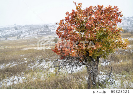 snow blizzard and fall colors in Colorado snow blizzard and fall colors in Colorado 69828521