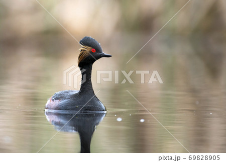 Black-necked grebe (Podiceps nigricollis) 69828905