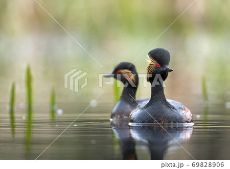 Black-necked grebe (Podiceps nigricollis) 69828906