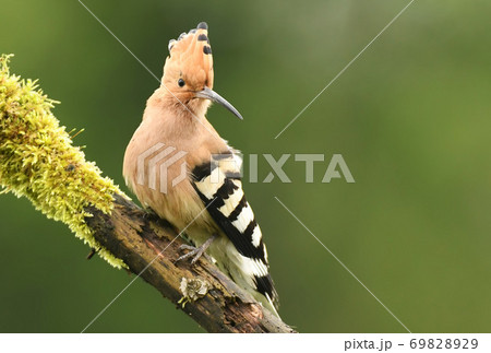 Hoopoe Hoopoe 69828929