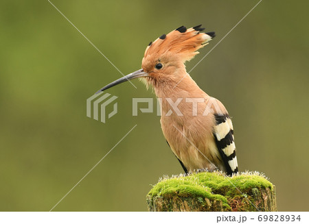 Hoopoe Hoopoe 69828934