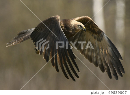 Marsh harrier (Circus aeruginosus) Marsh harrier (Circus aeruginosus) 69829007