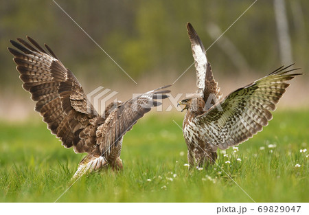 Fighting common buzzards (Buteo buteo) Fighting common buzzards (Buteo buteo) 69829047