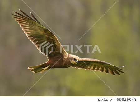 Marsh harrier (Circus aeruginosus) Marsh harrier (Circus aeruginosus) 69829048