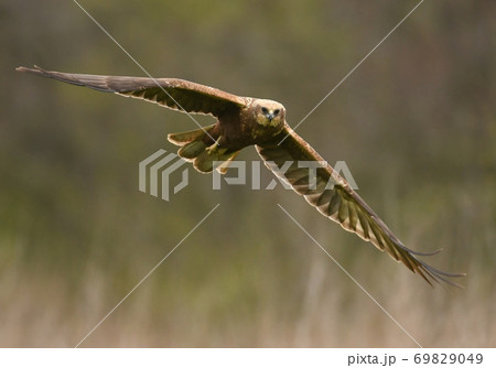 Marsh harrier (Circus aeruginosus) Marsh harrier (Circus aeruginosus) 69829049