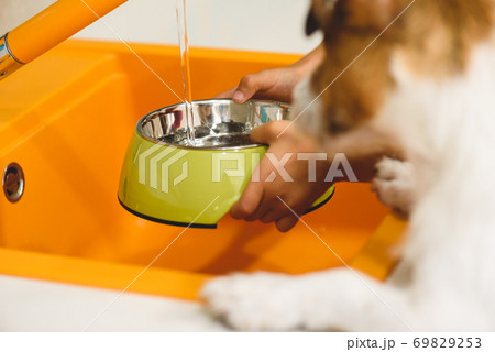 Young owner pouring water from tap into bowl to thirsty pet dog Young owner pouring water from tap into bowl to thirsty pet dog 69829253