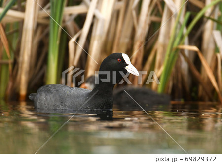 Eurasian coot (Fulica atra) Eurasian coot (Fulica atra) 69829372