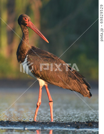 Black stork (Ciconia nigra) 69829529
