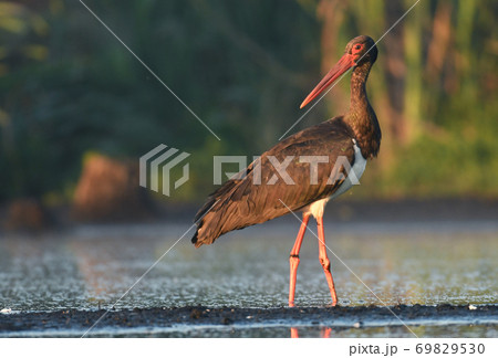 Black stork (Ciconia nigra) Black stork (Ciconia nigra) 69829530