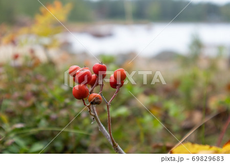Rowan berries finnish autumn natural red close up 69829683