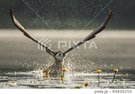 Osprey (Pandion haliaetus) 69830250