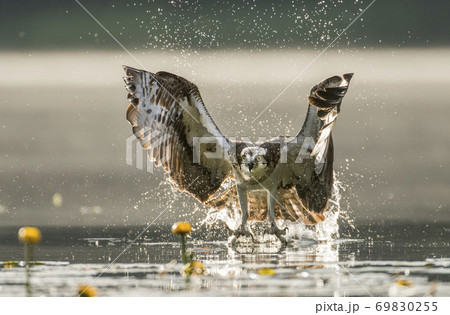 Osprey (Pandion haliaetus) Osprey (Pandion haliaetus) 69830255