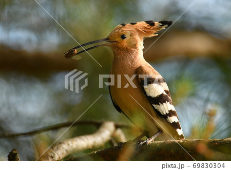Eurasian Hoopoe or Common hoopoe (Upupa epops) Eurasian Hoopoe or Common hoopoe (Upupa epops) 69830304