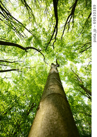 Tree canopies Tree canopies 69830389
