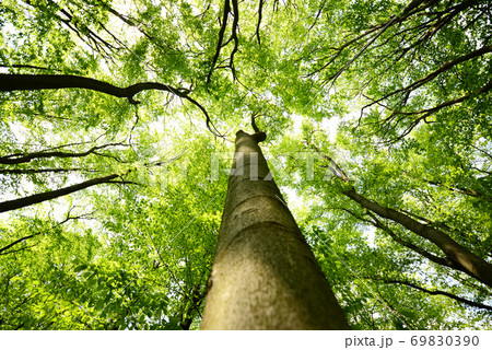 Tree canopies Tree canopies 69830390