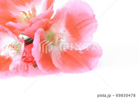 イロマツヨイグサのクローズアップの写真素材 69830478 Pixta